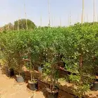 تنسق حدق مهندس جابر شبكات الري جميع الاشجار والمقاسات