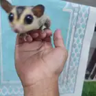 شوقر قلايدر ذكر اليف