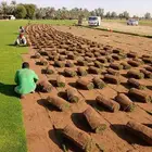 ثيل طبيعي سي 2000 درجه اولى صافي ونقي على الشرط شكل جمالي وخ