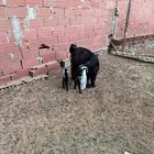 ماعز فاخرة للببع وقريبة ولادة