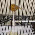 ذكر كناري مشمشي صافي تغريد