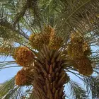 نخل للبيع بجميع انوعه ومقساته