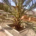 نخيل للبيع بجميع أنواعه ومقاساته