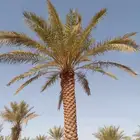 زراعه نخيل