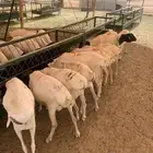 برابر صوماليه جذعان وثنيان لحم طيب واوزان طيبه