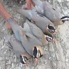 طيور ولحم لذيذ