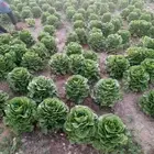 يوجد لدينا جميع انواع الورقيات للتوريد لجمله تواصل