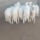 13 من البهم مرابي نظيف وسمان وشعره