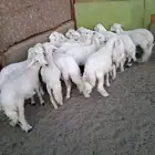 17رخل شرط وشعره ونظافه ومراح واحد