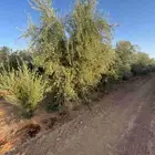 اشجار زيتون للبيع