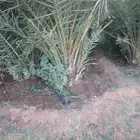 نخيل
