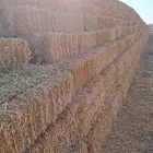 تبن شعير لبنه جندير