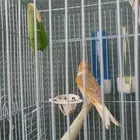 ذكر كناري ستانيت سوري تغريد