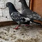 حمام باكستاني للبيع أساسات مطيار