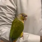 كنيور اليف