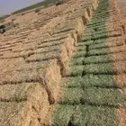 للبيع كوم برسيم جندير ميقوع