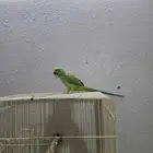 بغبغاء الدره