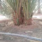 نخيل عربي وواشنطني واشجار زينه
