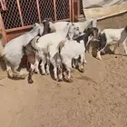 8تيوس فل شحم ونظافه وشعره