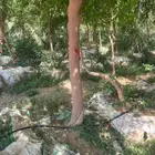 يوجد لدينا سدار جيد جدا