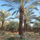 نخل للبيع جميع الانواع والمقاسات