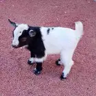 تيس قزمي أقل من شهر .. قابل للتفاوض