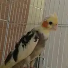 طير كروان مغرد ومتكلم