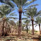 نخل ابو عبدالله توريد جميع انواع النخيل المثمرة وزيبه وتصدير