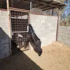 فحل عارضي السن جذع