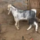 تيس فحل مشروط السن رباع الموقع جنوب الطايف صيادة بني مالك