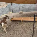 اعلان مواشي