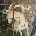 تيس قزم السن ثني