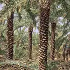 نخل واشنطونيا الزينه الامريكي ابومروحه