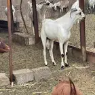 تيس فحل