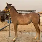مهره شعبيه