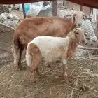 نعجه سواكن سديس معها رخل هجين سعر البيع 2000 اخر شي