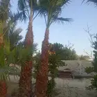 بيع جميع انواع النخل والشجر والعشيب والورد والزهر وقص الاشجا