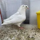 حمام قطيفي غرانيق