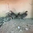 صيصان عربي اصيل