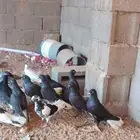 حمام شامي