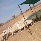 بسم الله مشاء الله افلح من ذكر الله للبيع ضان حريات حرش س