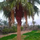 نخييل وشبوك
