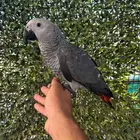 فرخ كاسكو اليف وهدد ومفطوم بداية كلام فاخر