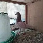 للبيع ذكر لاكا بطل
