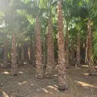 يوجد لدينا نخل للبيع نخل عربي واشنطني رقم واحد علا جميع المق