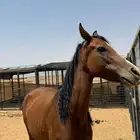 فرس للبيع