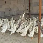 بط بكيني للبيع وجاهز للذبح