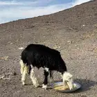 طلي نجدي للبيع