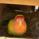 انثى روز اورانج منتجة ( تم البيع )