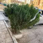 مشتل تنسيق حدائق